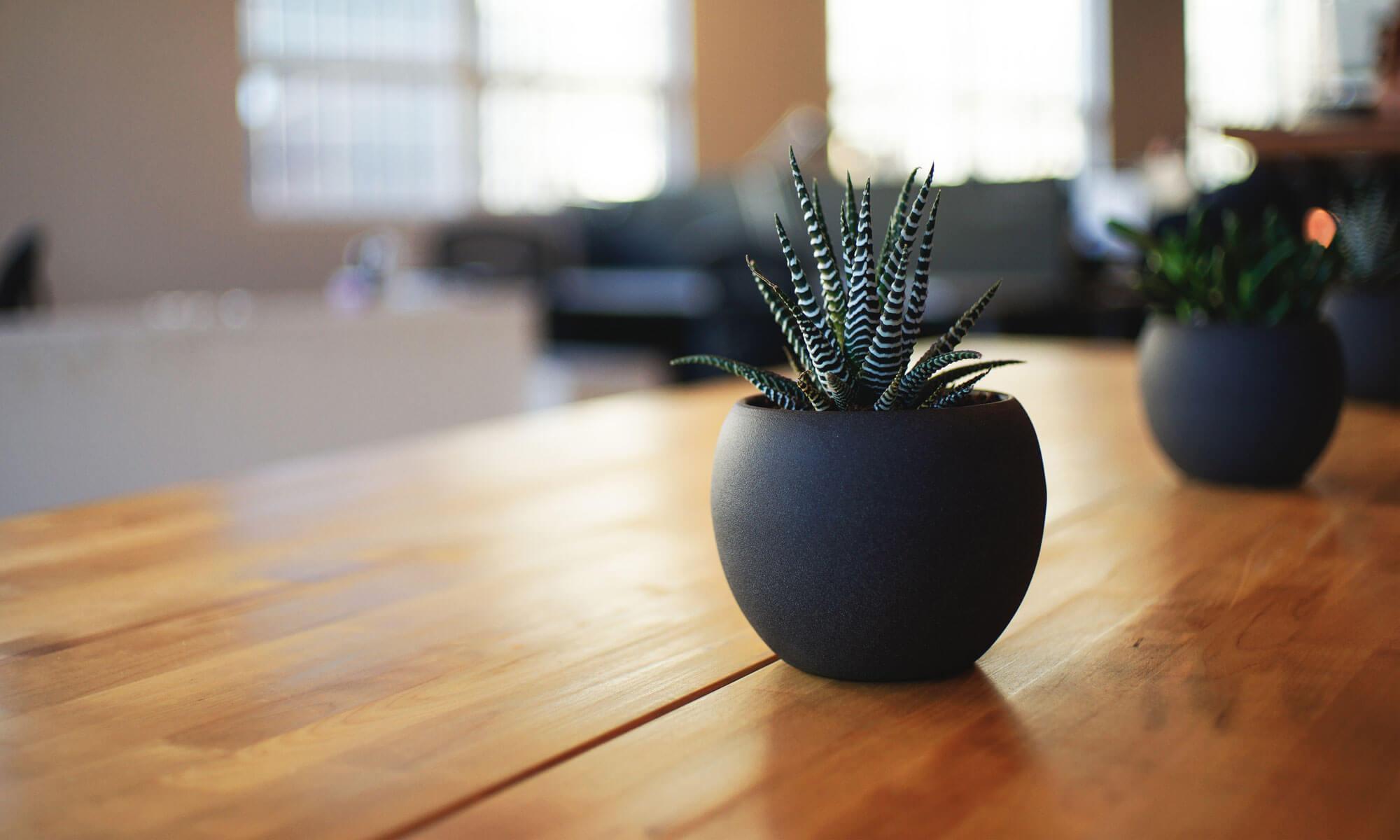 A small dark green potted succulent plant sitting on a warm wooden table, with a softly blurred office interior behind it in calm neutral and sage tones.